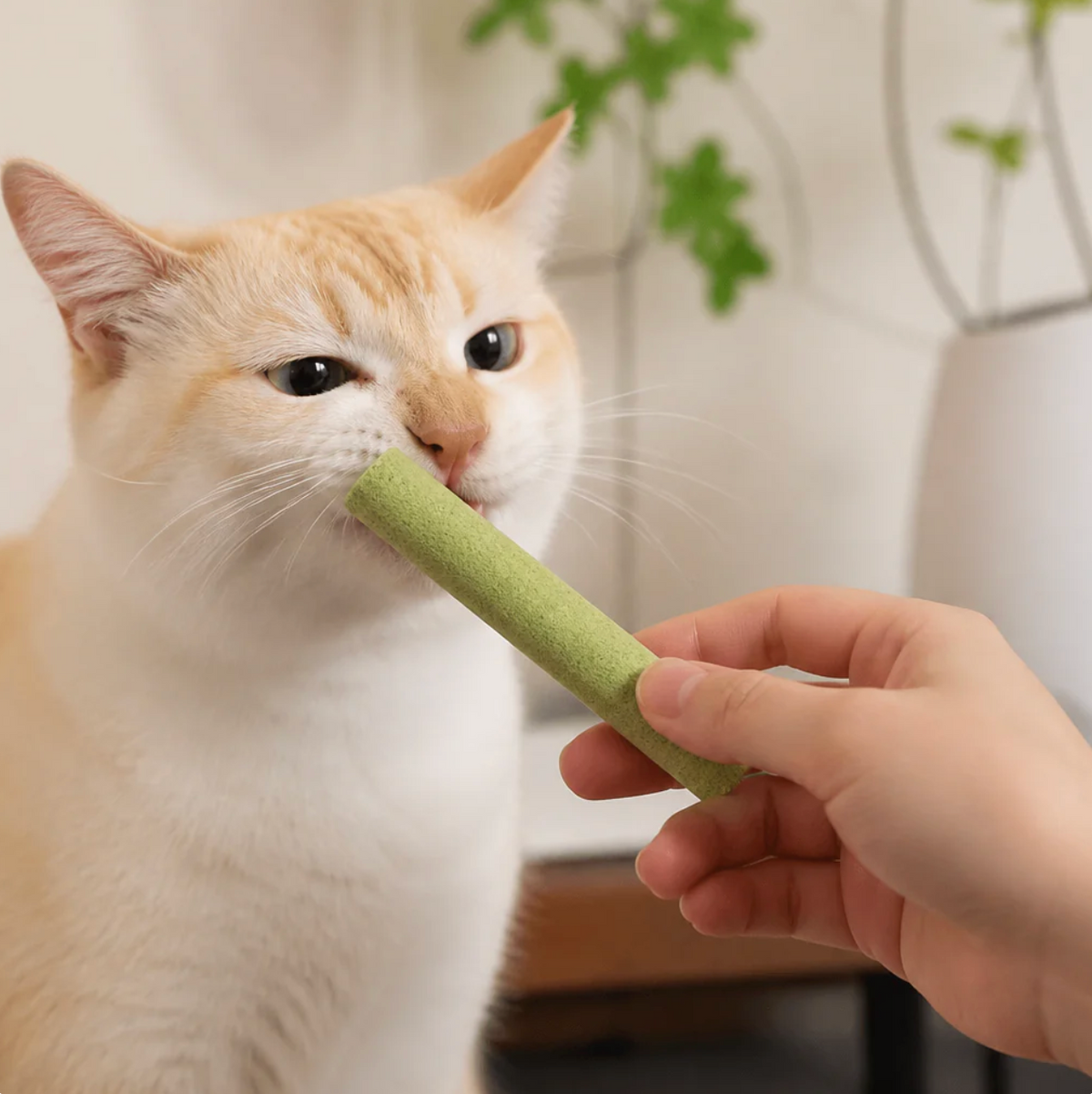 Chicken & Cat Grass Chew Sticks for Cats