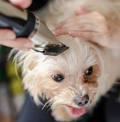Professional Low-Noise Pet Hair Clippers for Dogs & Cats